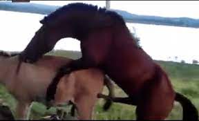 فيديو سكس حيوانات – حصان ينيك حمارة فى كسها وهى هتمووت من زبة
